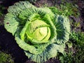 Nature cabbage green garden autumn Royalty Free Stock Photo