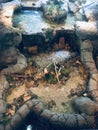 A nature camping display with rock border (sticks, water, lean too)