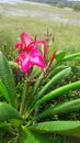  Nature . Canas Sri Lankan flower .