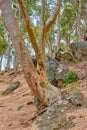 Nature - Cape Town area. Nature surrounding Hout Bay, Cape Town, South Africa. Royalty Free Stock Photo