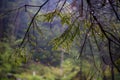 Nature Carpathians in the rain. Near the waterfall Kamyanka Lviv region Royalty Free Stock Photo