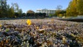 Nature carpet from small leaves of bush covered with hoarfrost in the park. Early frosty sunny autumn morning. Rural scene. Foliag