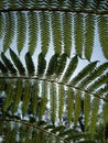 Nature Ceiling: Fern Leaves Against the Sky Royalty Free Stock Photo