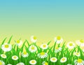 Nature chamomile background