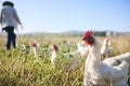 Nature, chickens in field and farmer walking with blue sky in green countryside, free range agriculture and sunshine Royalty Free Stock Photo