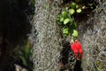 Nature of Chile, Small rare red flowers Chilean mitre flower and hanging curly Spanish moss Royalty Free Stock Photo