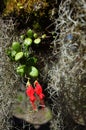 Nature of Chile, Small rare red flowers Chilean mitre flower and hanging curly Spanish moss Royalty Free Stock Photo