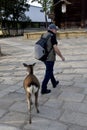 A young deer follows a tourist Royalty Free Stock Photo