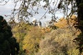 Nature in city. Fall foliage and trees in Paris park