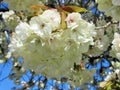 Nature in the City: Sweet white cherry blossom flowers in bloom, Vancouver, May 2018 Royalty Free Stock Photo