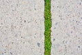 Nature and civilization. Green grass in asphalt road crack. Royalty Free Stock Photo