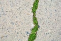 Nature and civilization interaction. Green grass in asphalt road crack.