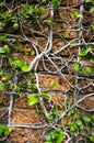 Nature claiming a stone. Red brick wall fence There are more vines