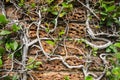 Nature claiming a stone. Red brick wall fence There are more vines