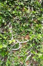 Nature claiming a stone. Red brick wall fence There are more vines