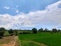 Nature click paddy plant sky tree cloud