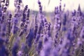 nature close-up: lavender stalks swaying in wind