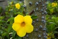 Yellow flower on a tree with thorns.