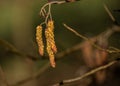 nature closeup blossom alder tree pollen in spring