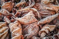 nature closeup macro detail of frosty leaves Royalty Free Stock Photo