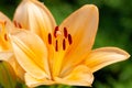 Macro photography of the inside of an orange lily flower, with visible pollen, outdoors on a sunny summer day Royalty Free Stock Photo