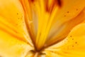 Macro photography of the inside of an orange lily flower, with visible pollen, outdoors on a sunny summer day Royalty Free Stock Photo