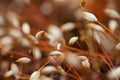 Nature closeup - macro photography of the inside of an , with visible pollen, outdoors on a sunny summer day Royalty Free Stock Photo