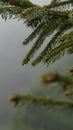 Nature in cloudy, cold, rainy weather. Raindrops or dew drops on branch of coniferous tree in mountain forest, dark fog Royalty Free Stock Photo