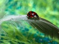 Nature coccinellidae ledybug macro Royalty Free Stock Photo