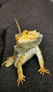 Nature colored bearded dragon