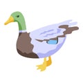 Nature colorful duck icon, isometric style