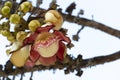 Nature colorful flowers of Cannon ball on the tree.