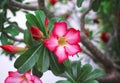 Nature colorful flowers red desert rose or adenium blooming with green leaves hanging on tree in garden