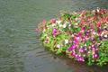 Nature colorful multicolored petunia flowers patterns with green leaves blooming in bamboo raft on water background Royalty Free Stock Photo