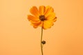 Nature colorful orange flower yellow close-up bloom leaf isolated daisy plant floral Royalty Free Stock Photo