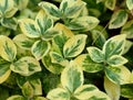 Ornamental leaves of a bush in the garden