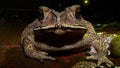 Nature common Indian toad