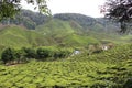 Nature composition, beautiful scenery of tea plantation located in Cameron Highland, Malaysia. Royalty Free Stock Photo