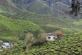 Nature composition, beautiful scenery of tea plantation located in Cameron Highland, Malaysia. Royalty Free Stock Photo