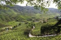 Nature composition, beautiful scenery of tea plantation located in Cameron Highland, Malaysia. Royalty Free Stock Photo