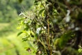 Nature composition, beautiful scenery of tea plantation located in Cameron Highland, Malaysia Royalty Free Stock Photo