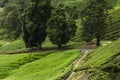 Nature composition, beautiful scenery of tea plantation located in Cameron Highland, Malaysia Royalty Free Stock Photo