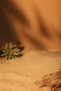 Nature composition sand background beige succulent