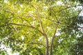 Nature concept background, under the green tree shade Royalty Free Stock Photo