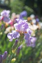 German iris Iris barbata, close up of the flower head, Nature concept - beautiful spring or summer landscape Royalty Free Stock Photo