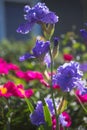 German iris Iris barbata, close up of the flower head, Nature concept - beautiful spring or summer landscape Royalty Free Stock Photo