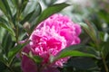 Nature concept - beautiful spring or summer landscape with Pink peony flower on green leaves background. Pink peonies in the garde Royalty Free Stock Photo