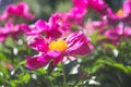 Nature concept - beautiful spring or summer landscape with Pink peony flower on green leaves background. Pink peonies in the garde Royalty Free Stock Photo