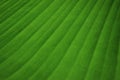 Nature Concept. Closeup of Fresh Green Leaf. Natural Green Surface Texture Background Royalty Free Stock Photo