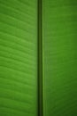Nature Concept. Closeup of Fresh Green Leaf. Natural Green Surface Texture Background. Macro shot Royalty Free Stock Photo